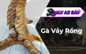 Gà Vảy Rồng