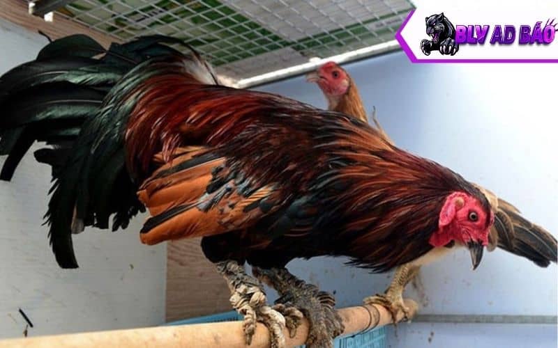 Gà vảy rồng có ngoại hình to lớn, hung dữ Gà vảy rồng có ngoại hình to lớn, hung dữ
