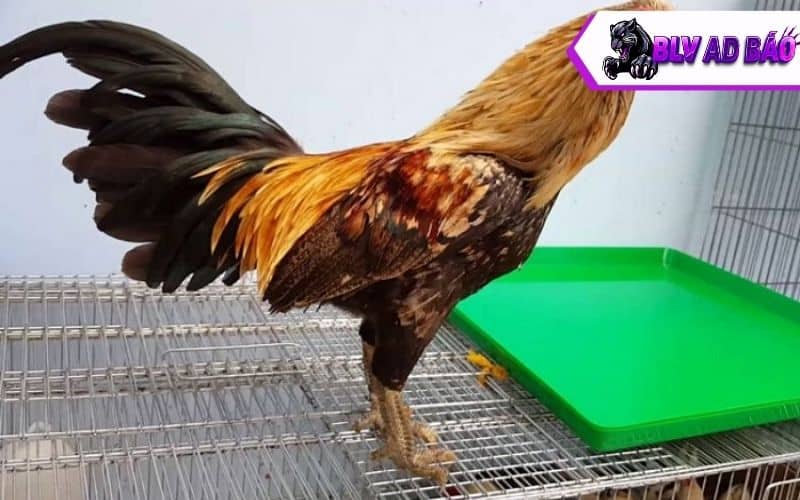 Gà vảy rồng là gà có lớp vảy to, nổi gồ như vảy rồng Gà vảy rồng là gà có lớp vảy to, nổi gồ như vảy rồng
