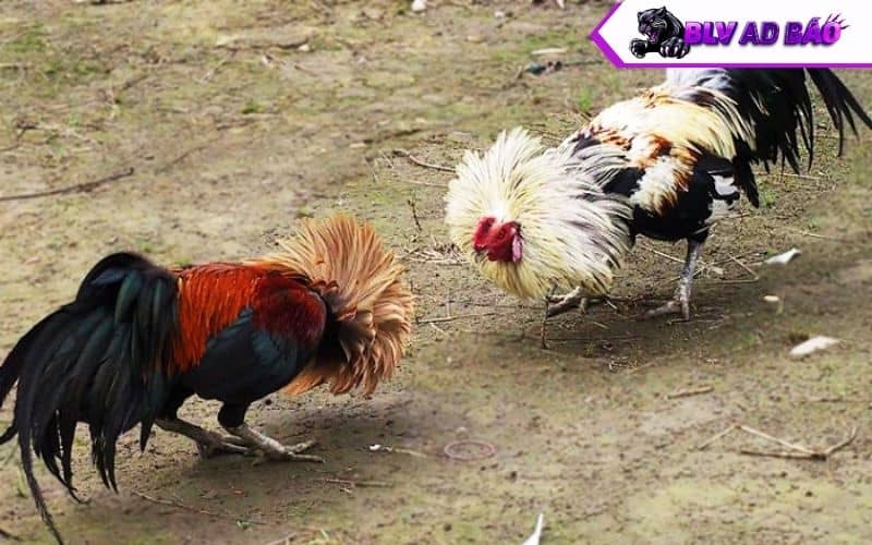 Giai đoạn chuẩn bị thi đấu (gà từ 12 tháng trở lên) Giai đoạn chuẩn bị thi đấu (gà từ 12 tháng trở lên)