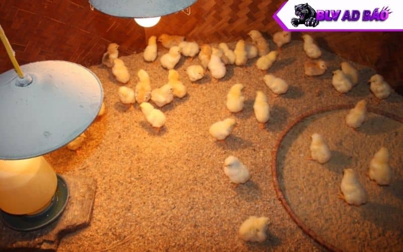 Giai đoạn gà con (gà nở đến 3 tháng tuổi) Giai đoạn gà con (gà nở đến 3 tháng tuổi)
