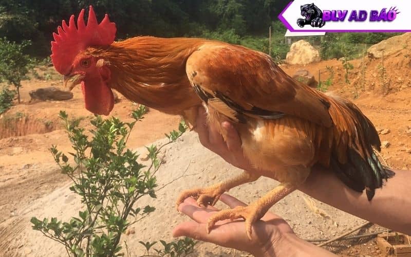 Giai đoạn gà tơ (gà từ 3 đến 6 tháng tuổi) Giai đoạn gà tơ (gà từ 3 đến 6 tháng tuổi)