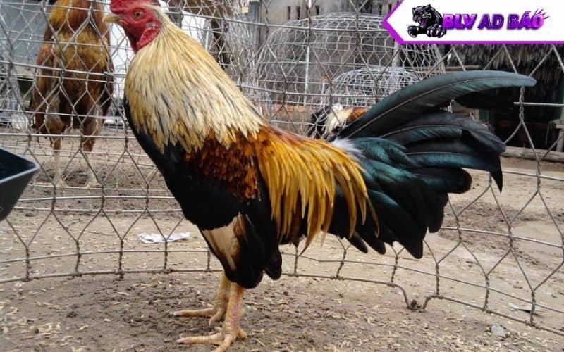 Giai đoạn gà trưởng thành (gà từ 2 đến 12 tháng tuổi) Giai đoạn gà trưởng thành (gà từ 2 đến 12 tháng tuổi)