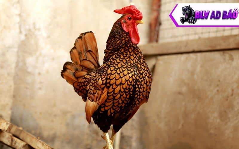 Giống gà vảy cá phoenix Giống gà vảy cá phoenix