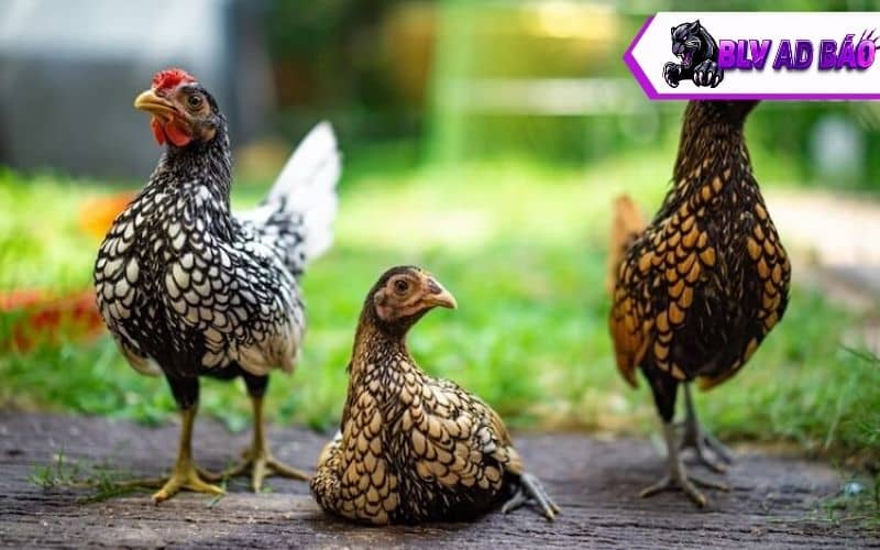 Giống gà vảy cá sebright Giống gà vảy cá sebright