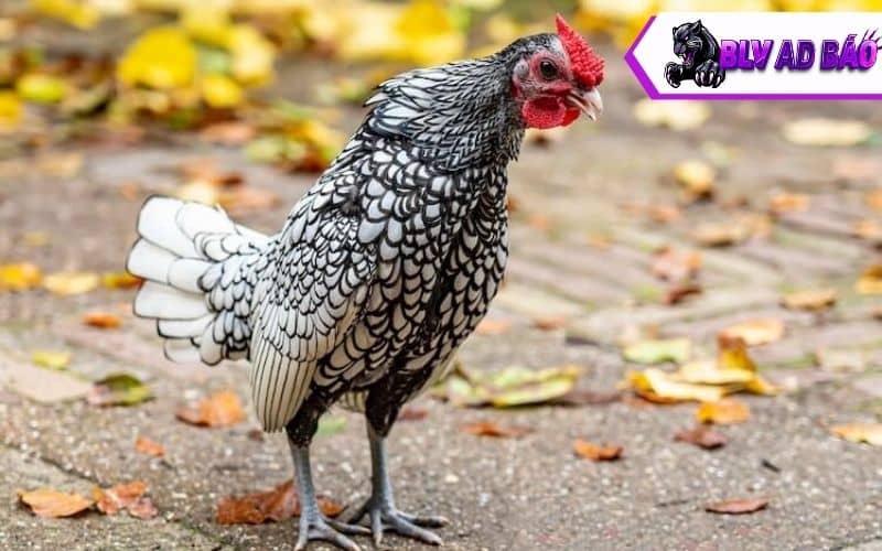 Giống gà vảy cá serama Giống gà vảy cá serama