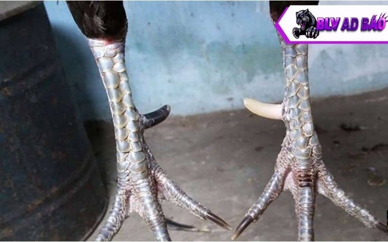 Hướng dẫn cách nhận biết gà nhật nguyệt