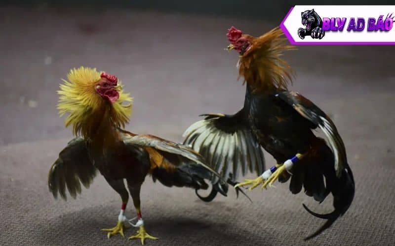Hướng dẫn cách nuôi gà đá bo lớn