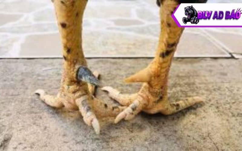 Hướng dẫn cách nuôi gà đá chân mạnh