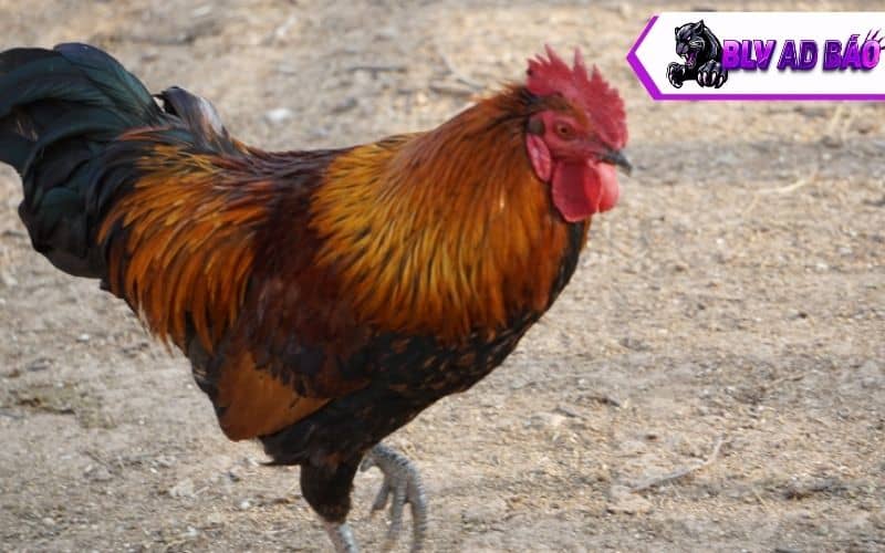 Hướng dẫn cách nuôi gà đá không bị hốc