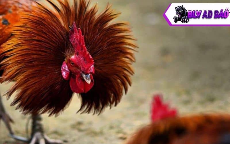 Hướng dẫn cách xổ gà đá đúng cách