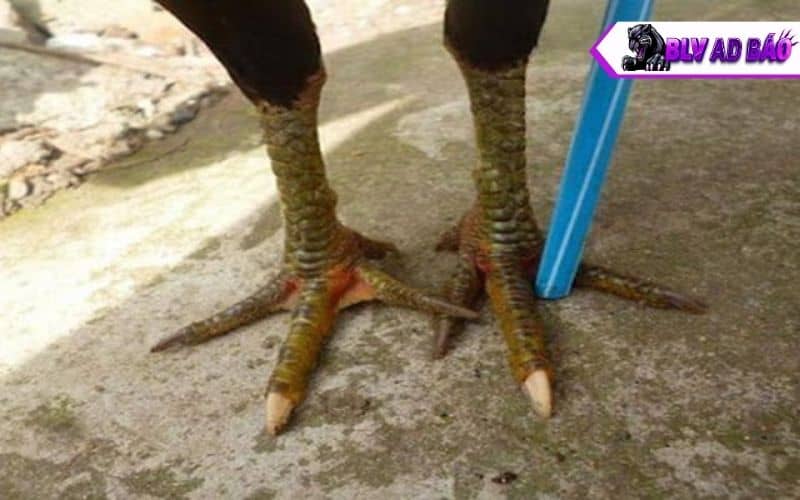 Khi gà hắc hổ thới không có tập luyện đúng kỹ thuật cũng không thể đá tốt Khi gà hắc hổ thới không có tập luyện đúng kỹ thuật cũng không thể đá tốt