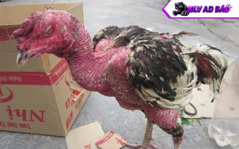 Không nên lạm dụng vào nghệ cho gà Không nên lạm dụng vào nghệ cho gà