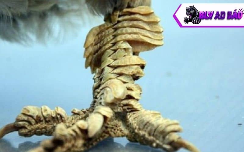 Mỗi màu sắc ở vảy sẽ có lối đá và tính cách khác nhau Mỗi màu sắc ở vảy sẽ có lối đá và tính cách khác nhau