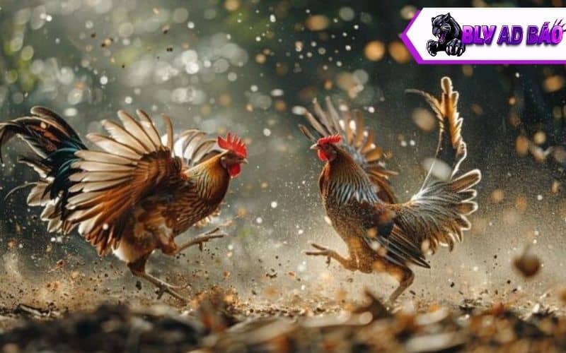 Mục đích của việc xổ gà đá đúng cách