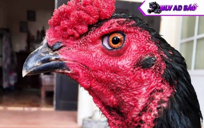 Nên chọn gà có mỏ cứng và dày Nên chọn gà có mỏ cứng và dày