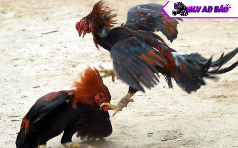 Nên chọn những con gà linh hoạt và ra cựa chuẩn xác Nên chọn những con gà linh hoạt và ra cựa chuẩn xác