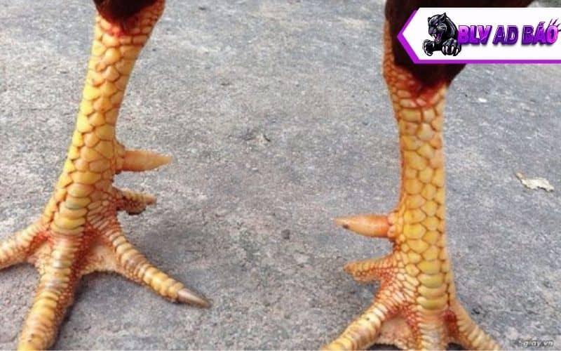 Những cách nhận biết vảy gà tài Những cách nhận biết vảy gà tài