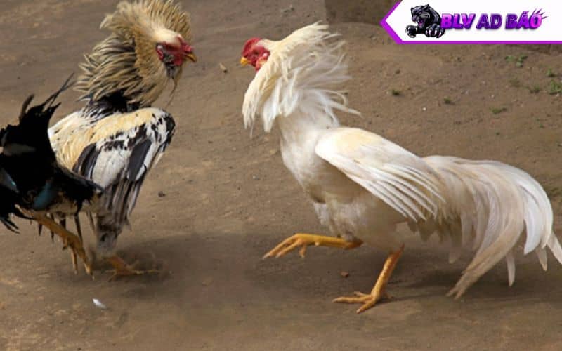 Những dấu hiệu cho biết gà có thể bắt đầu đi đá Những dấu hiệu cho biết gà có thể bắt đầu đi đá