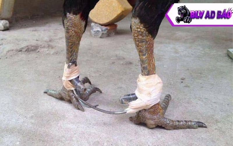 Những điều cần lưu ý khi xem đá gà cựa sắt Thomo CPC3 Những điều cần lưu ý khi xem đá gà cựa sắt Thomo CPC3