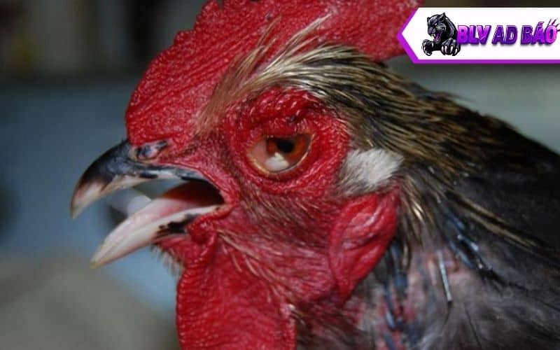 Những nguyên nhân là cho gà đá bị hốc