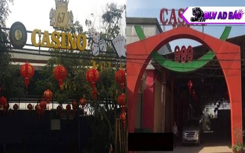 Quá trình phát triển của trường gà Thomo Quá trình phát triển của trường gà Thomo