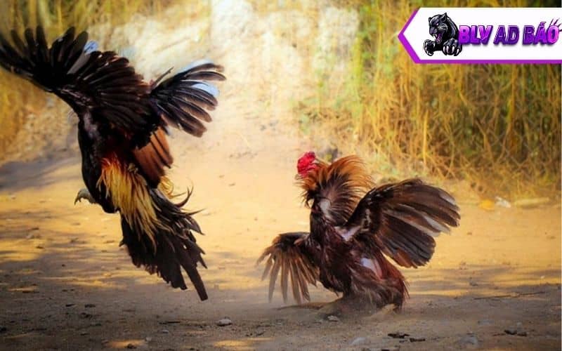 Sư kê nên lưu ý một số điều với cách nuôi gà đá tới pin Sư kê nên lưu ý một số điều với cách nuôi gà đá tới pin