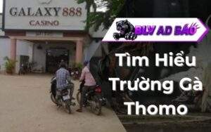 Trường Gà Thomo