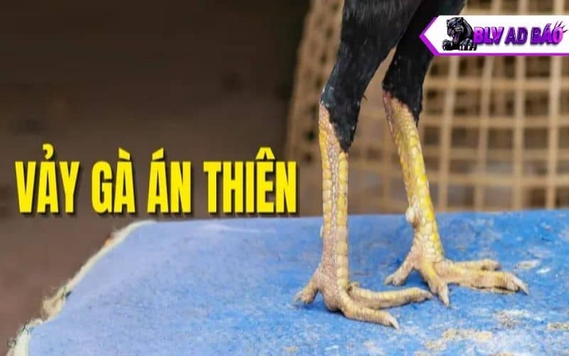 Vảy gà án thiên là một trong những loại vảy quý hiếm