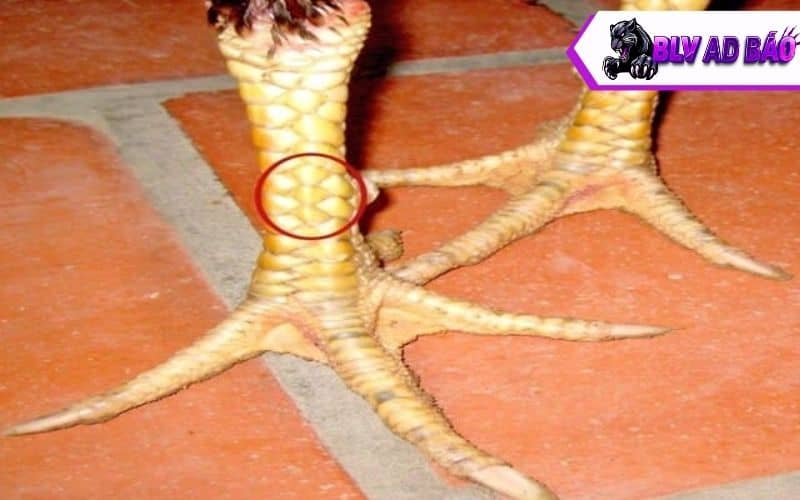 Vảy gà huyền trâm là vảy quý hiếm được các sư kê săn đón Vảy gà huyền trâm là vảy quý hiếm được các sư kê săn đón