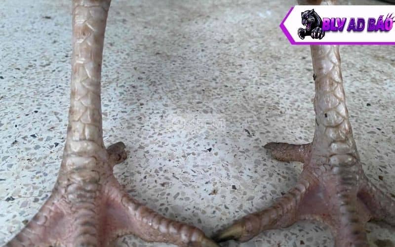 Vảy gà phủ địa là loại vảy gà quý hiếm