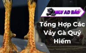 Vảy Gà Quý Hiếm