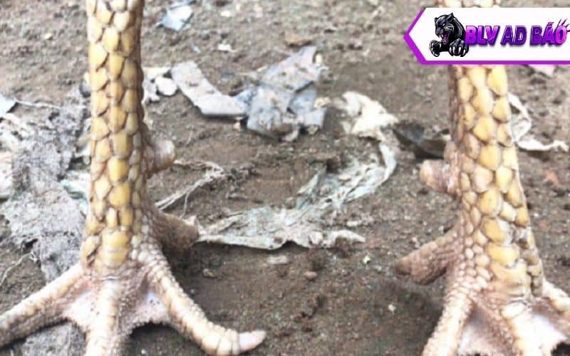 Vảy gà quý hiếm khó lai tạo Vảy gà quý hiếm khó lai tạo