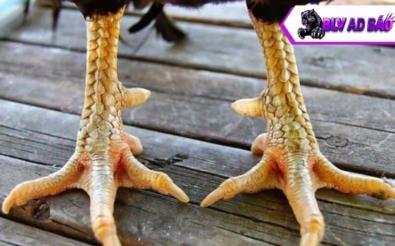Vảy gà quý hiếm là những con gà có vảy lạ và có những đòn đá hiểm hóc Vảy gà quý hiếm là những con gà có vảy lạ và có những đòn đá hiểm hóc