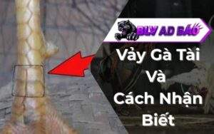Vảy Gà Tài