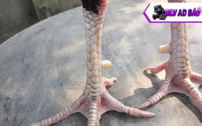 Vảy gà xấu là các lớp vảy không đều, đá yếu và không có đòn độc lạ