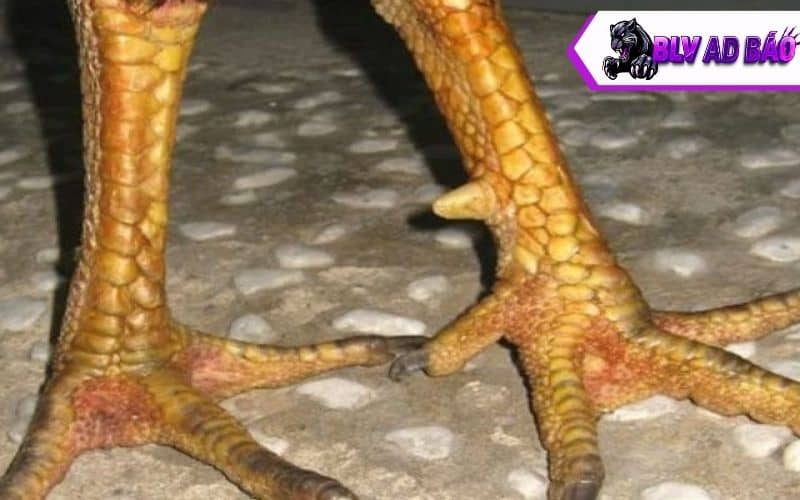 Vảy huyền trâm Vảy huyền trâm