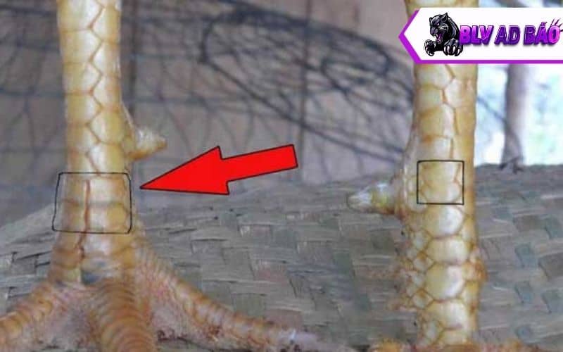 Vảy thập đao Vảy thập đao