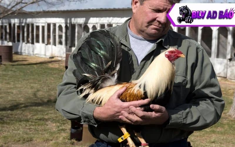 Vì có nhiều lý do sư kê không ưng ý