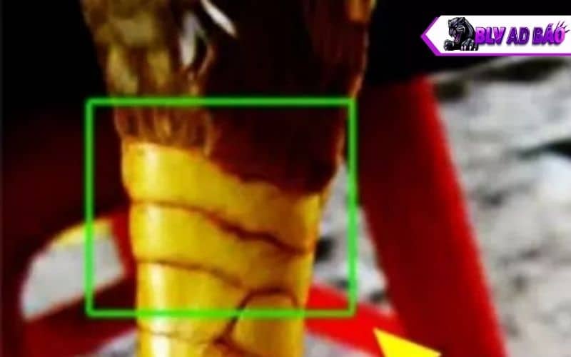 Vị trí mọc cựa và hình dạng của vảy gà án thiên