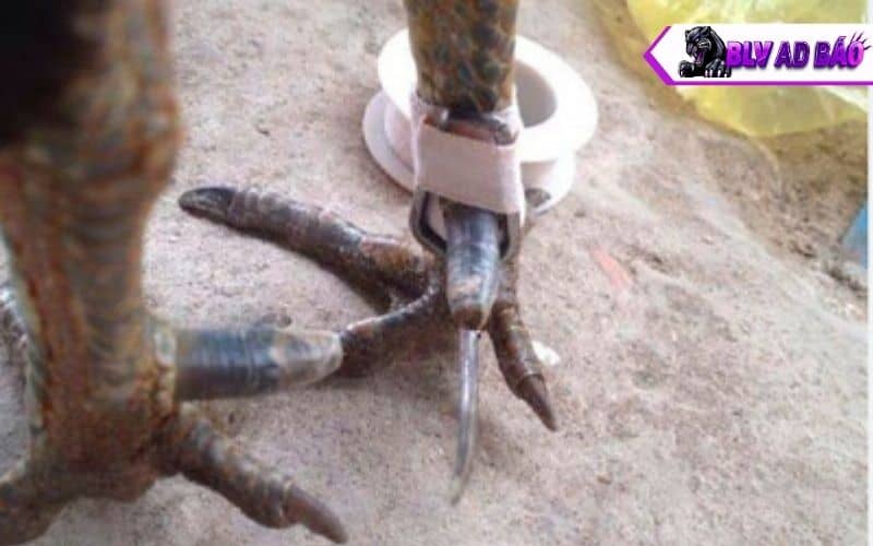Các dụng cụ cần chuẩn bị trước khi băng cựa gà đá