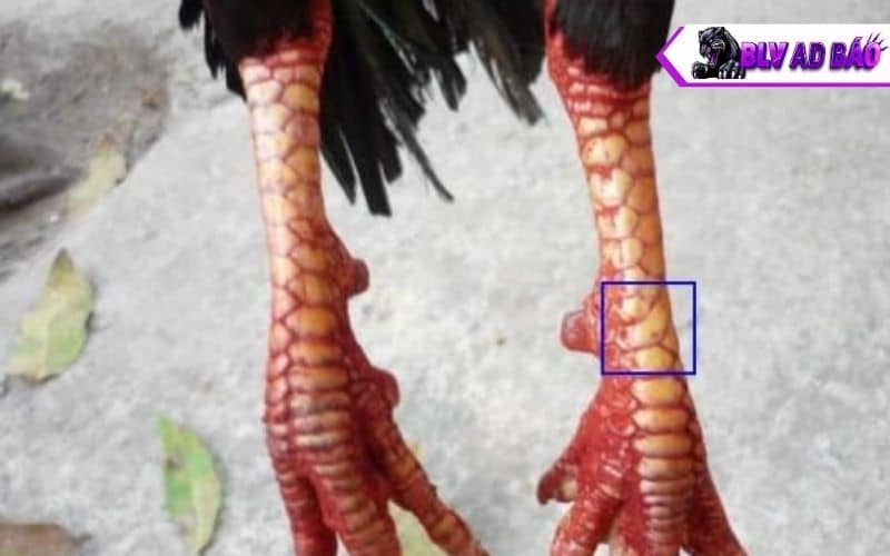Các loại vảy xuyên đao thường gặp Các loại vảy xuyên đao thường gặp