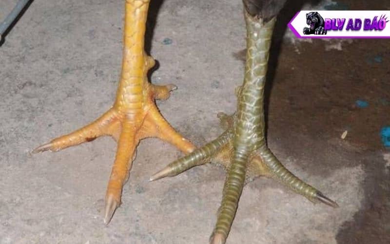 Các ưu nhược điểm về gà có vảy tam tài