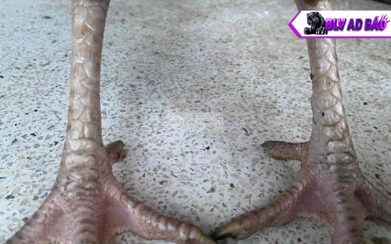 Các vị trí của vảy tam tài