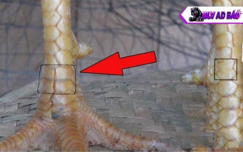 Những vị trí và hình dạng của vảy khai vương