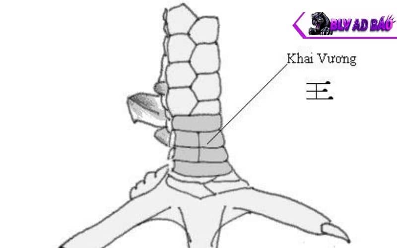 Vảy khai vương là gà mọc vảy có hình dạng như chữ Vương