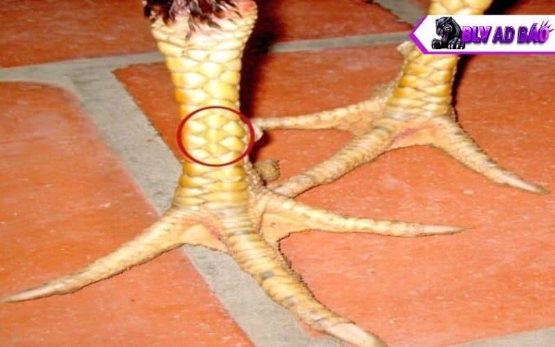 Vảy tam tài gồm có 3 vảy liền nhau xếp thẳng hàng từ trên xuống