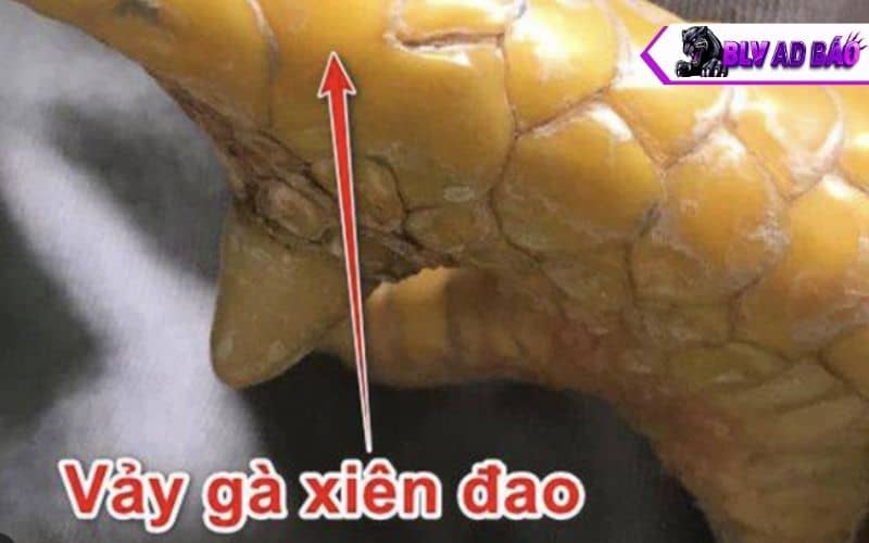 Vảy xuyên đao thường mọc ngang như xuyên qua các vảy thường khác Vảy xuyên đao thường mọc ngang như xuyên qua các vảy thường khác