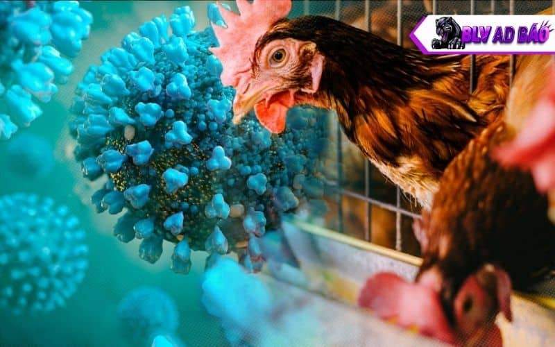 Bệnh cúm gia cầm là bệnh truyền nhiễm do virus A thuộc họ Orthomyxoviridae gây ra Bệnh cúm gia cầm là bệnh truyền nhiễm do virus A thuộc họ Orthomyxoviridae gây ra