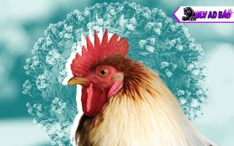 Các nguyên nhân chính gà bị cúm gia cầm Các nguyên nhân chính gà bị cúm gia cầm